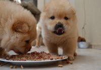 preparing healthy food for dogs