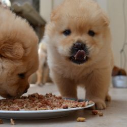 preparing healthy food for dogs